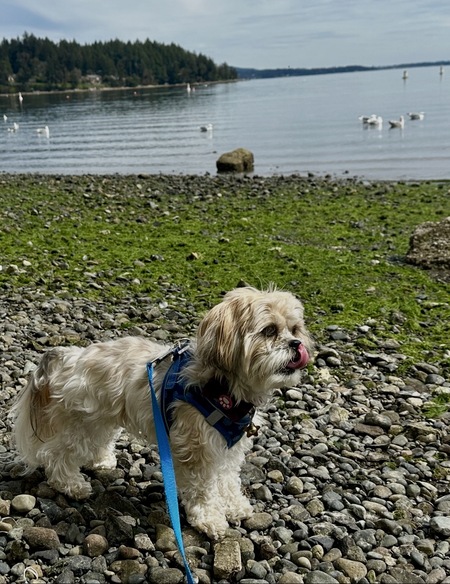 Entry image for Hoku. Clicking this image will show a larger photo