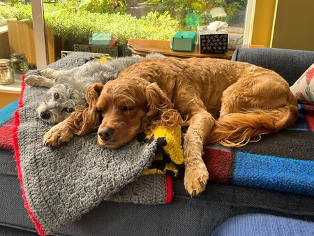 Entry image for Baxter & Rufus. Clicking this image will show a larger photo