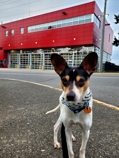 Entry image for Milo. Clicking this image will show a larger photo