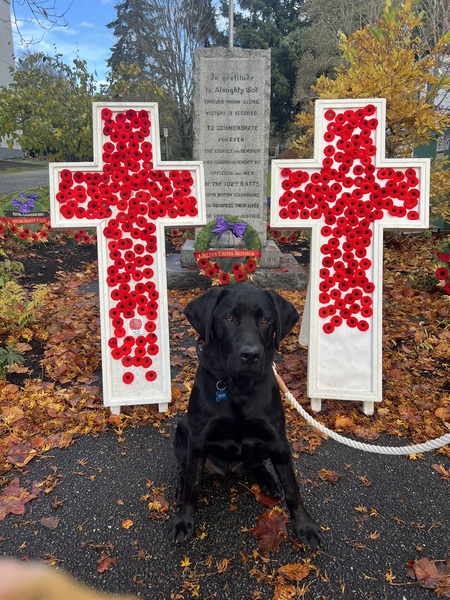 Entry image for Finn. Clicking this image will show a larger photo