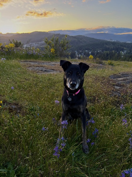 Entry image for Aspen. Clicking this image will show a larger photo