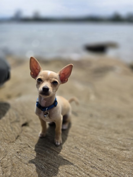 Entry image for Rico. Clicking this image will show a larger photo