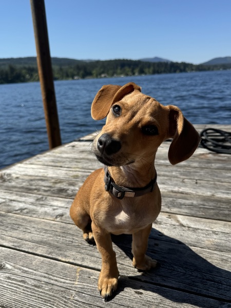 Entry image for Louie. Clicking this image will show a larger photo