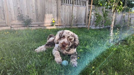 Entry image for Bogart. Clicking this image will show a larger photo
