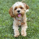 Entry image for Lottie