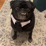Entry image for Toby