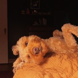 Entry image for Lucy