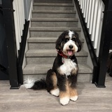Entry image for Paul Anka