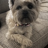 Entry image for Ozzie