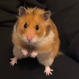 Entry image for Hammy