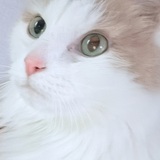Entry image for Nutmeg
