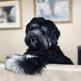 Entry image for Rocky