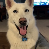 Entry image for Bolt 