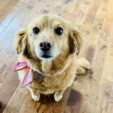 Entry image for Daisy
