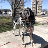 Entry image for Renly