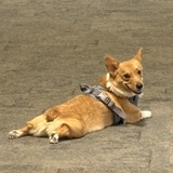 Entry image for Tofu