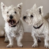 Entry image for Toby