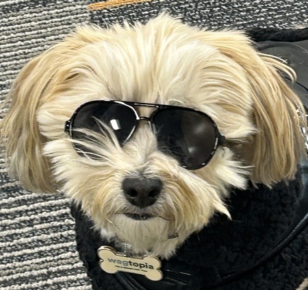 Entry image for Ozzie. Clicking this image will show a larger photo