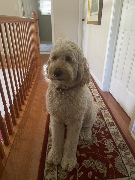 Entry image for Zoey. Clicking this image will show a larger photo