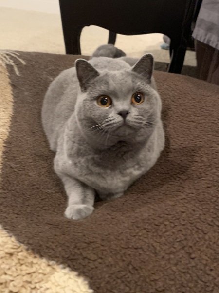 Entry image for Daphne. Clicking this image will show a larger photo