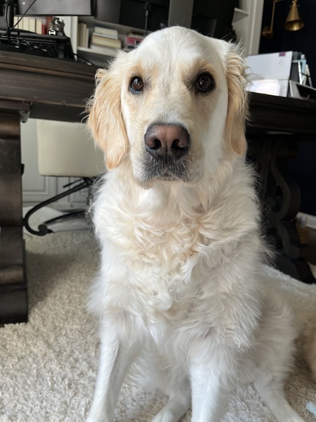 Entry image for Callie. Clicking this image will show a larger photo