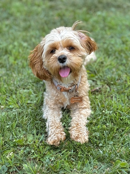 Entry image for Lottie. Clicking this image will show a larger photo