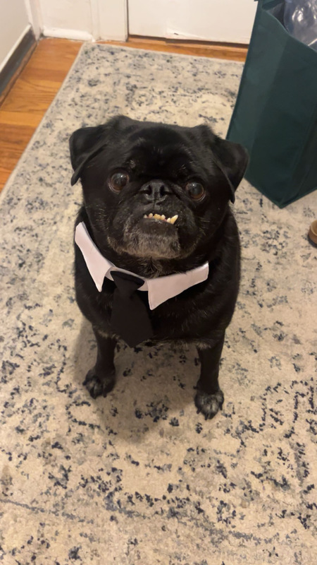 Entry image for Toby. Clicking this image will show a larger photo