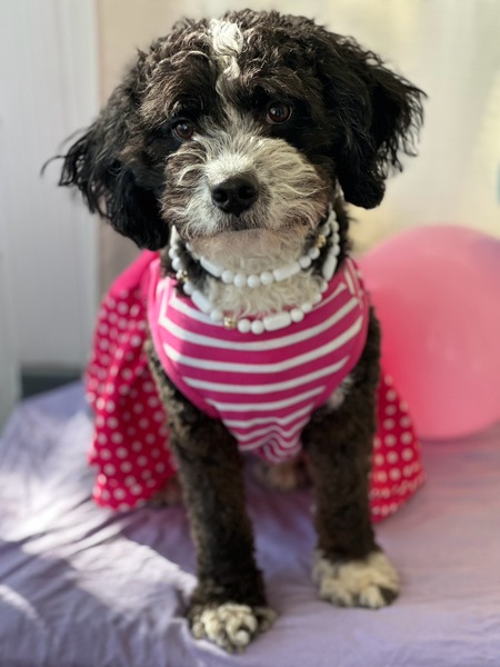 Entry image for Mocha. Clicking this image will show a larger photo