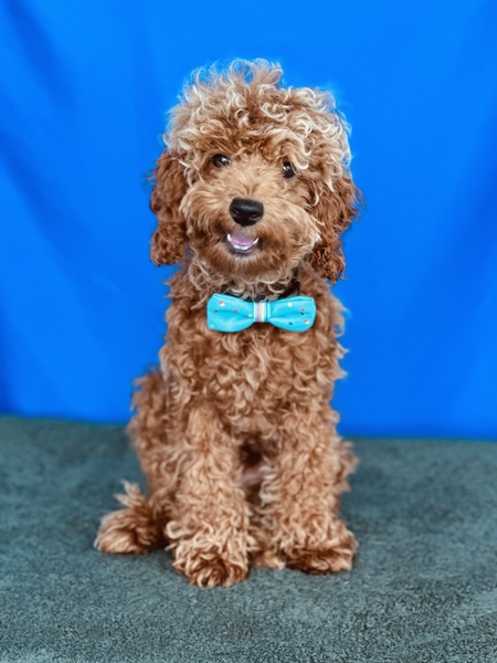 Entry image for Crouton. Clicking this image will show a larger photo