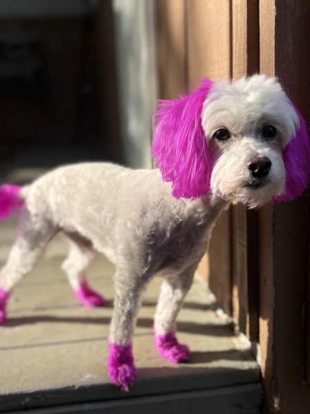 Entry image for Sugar . Clicking this image will show a larger photo
