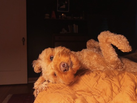 Entry image for Lucy. Clicking this image will show a larger photo