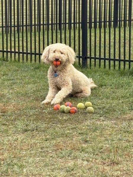 Entry image for Piper. Clicking this image will show a larger photo