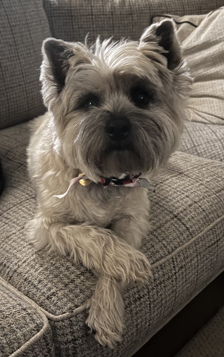 Entry image for Ozzie. Clicking this image will show a larger photo
