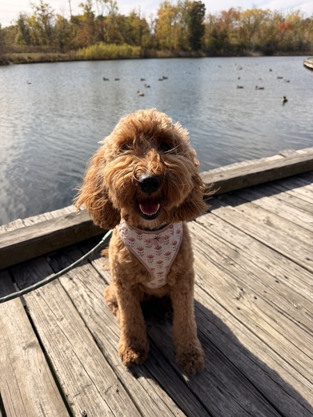 Entry image for Mabel. Clicking this image will show a larger photo