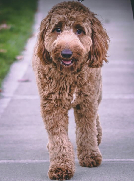 Entry image for Harper. Clicking this image will show a larger photo