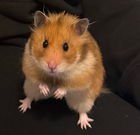 Entry image for Hammy. Clicking this image will show a larger photo