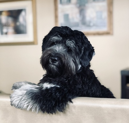 Entry image for Rocky. Clicking this image will show a larger photo