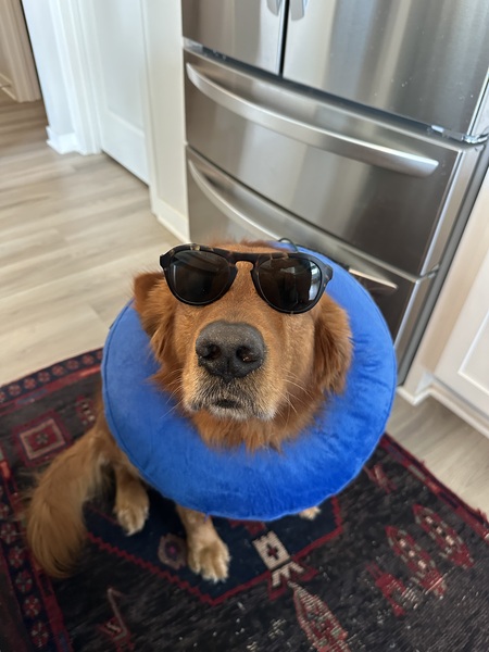 Entry image for Sonny. Clicking this image will show a larger photo