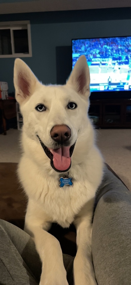 Entry image for Bolt . Clicking this image will show a larger photo