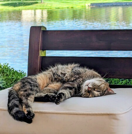 Entry image for Olive. Clicking this image will show a larger photo