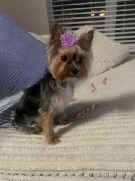 Entry image for Mouse. Clicking this image will show a larger photo