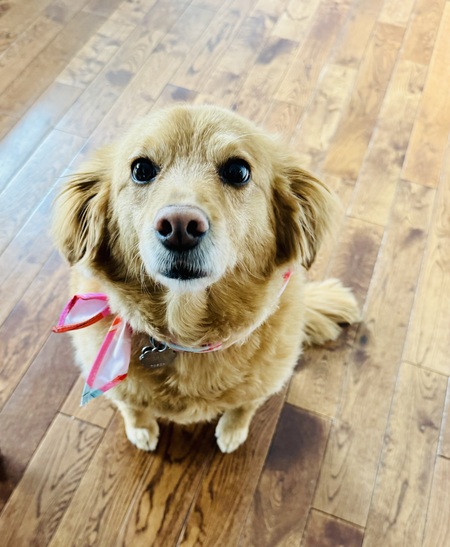 Entry image for Daisy. Clicking this image will show a larger photo