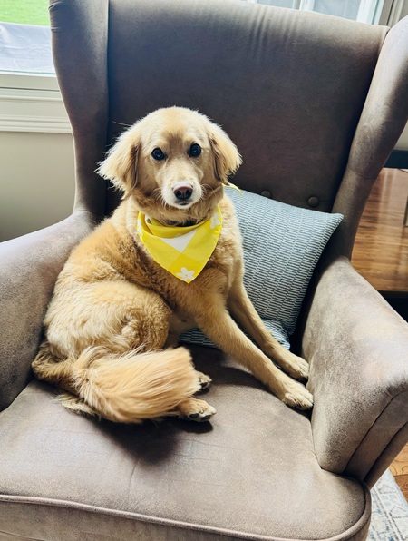 Entry image for Goldie. Clicking this image will show a larger photo