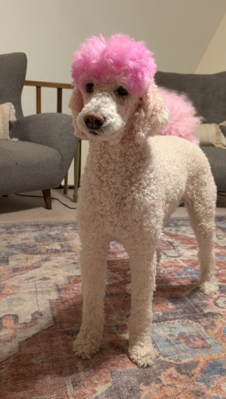 Entry image for Bucky. Clicking this image will show a larger photo