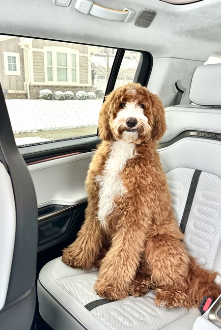 Entry image for Milo. Clicking this image will show a larger photo
