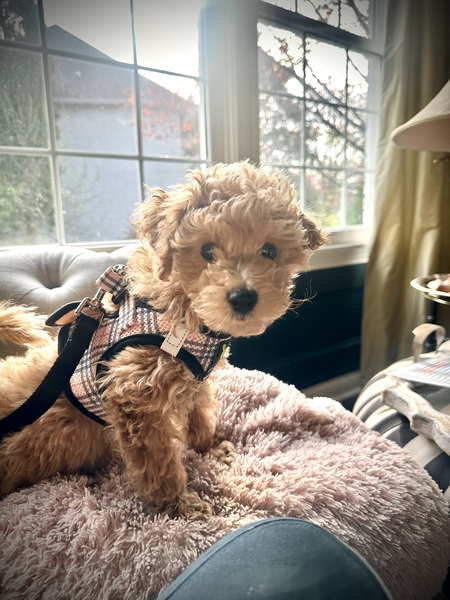 Entry image for Rosie. Clicking this image will show a larger photo
