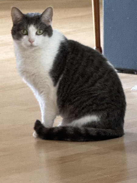Entry image for Butters. Clicking this image will show a larger photo