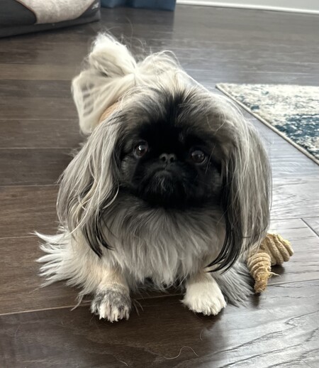 Entry image for Coco. Clicking this image will show a larger photo