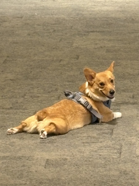 Entry image for Tofu. Clicking this image will show a larger photo