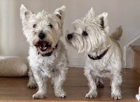 Entry image for Toby. Clicking this image will show a larger photo
